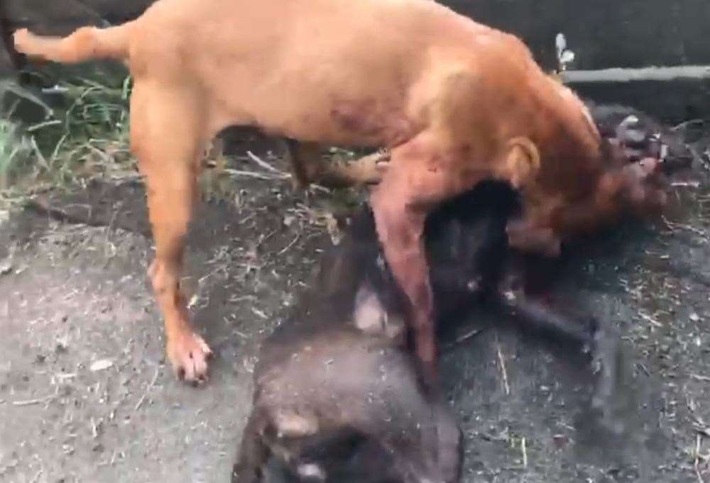 The RSPCA is appealing for help in stamping out dog fighting - after a worrying rise in the number of organised events PHOTO: SUPPLIED BY THE RSPCA