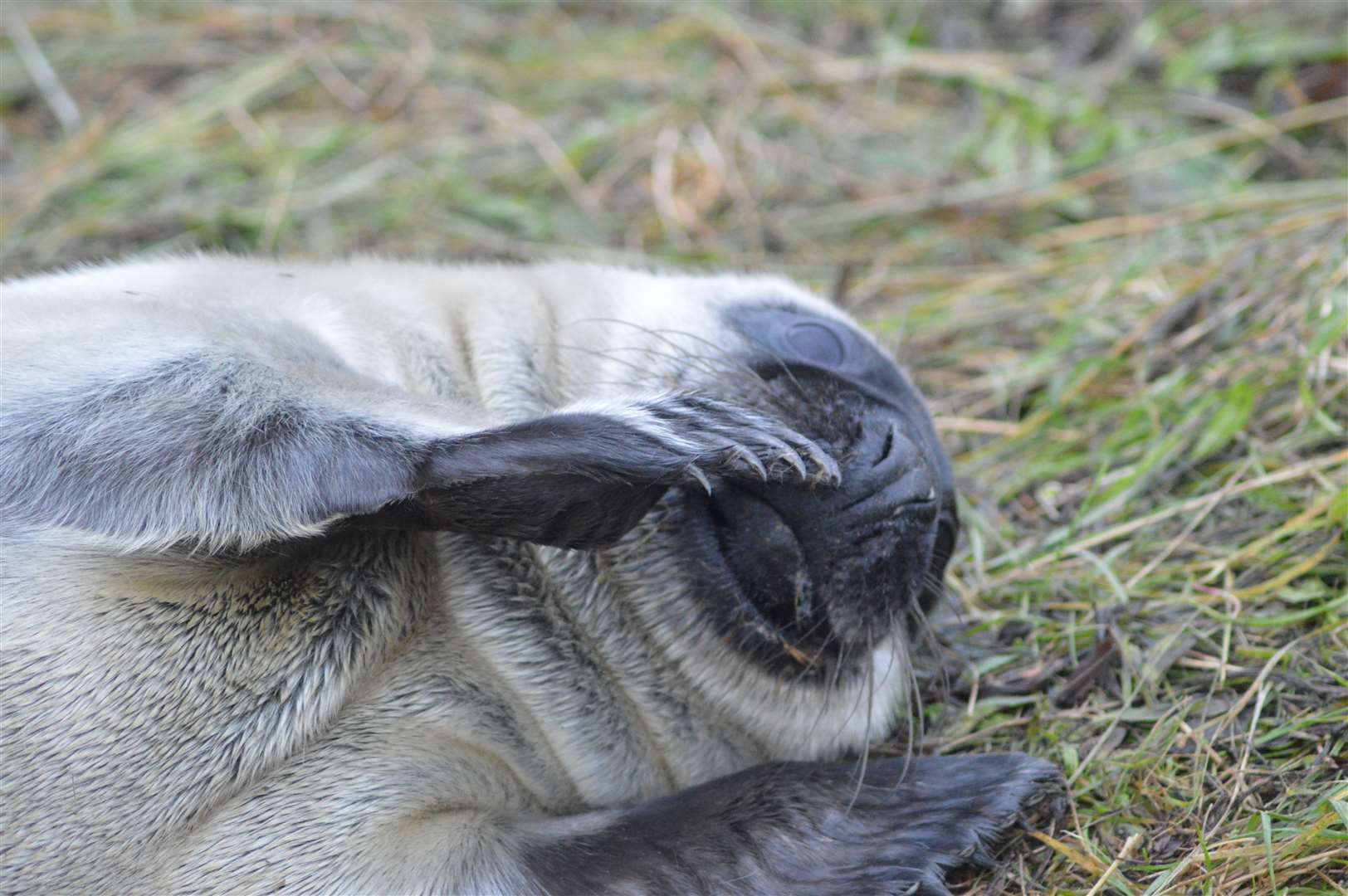 Admission to the reserve is free but there are charges for the main car park