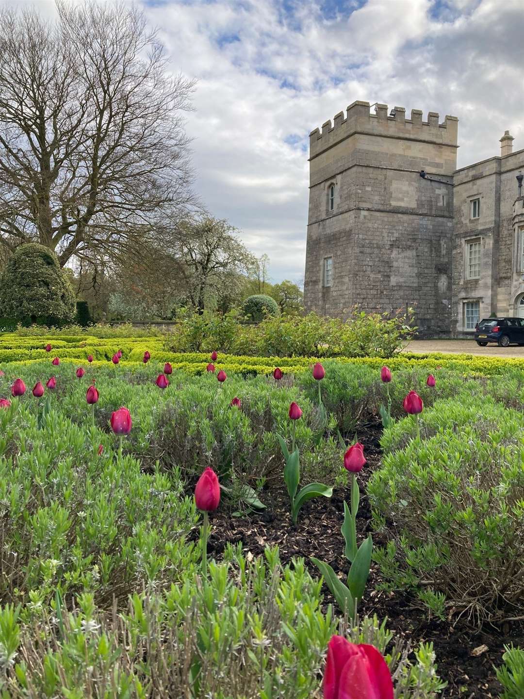 Maroon Tulips are appearing all over the district. | Image: South Kesteven District Council