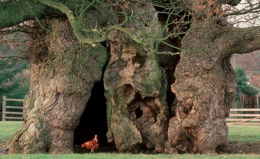The tree has a hollow trunk and is an important habitat for wildlife