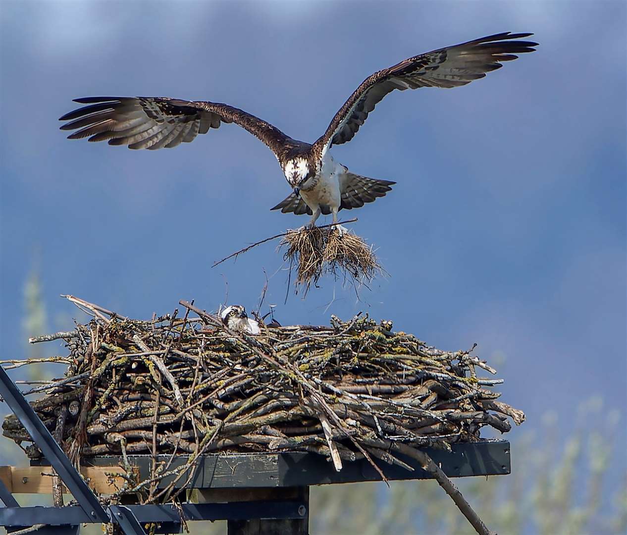 The Manton Bay nest has been fitted with a nest cam. Photo: Ray Kilham