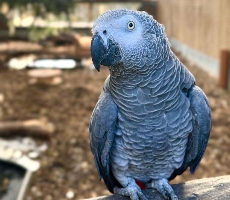 Visitors to the park had been egging the parrots on – and trying to get them to swear.