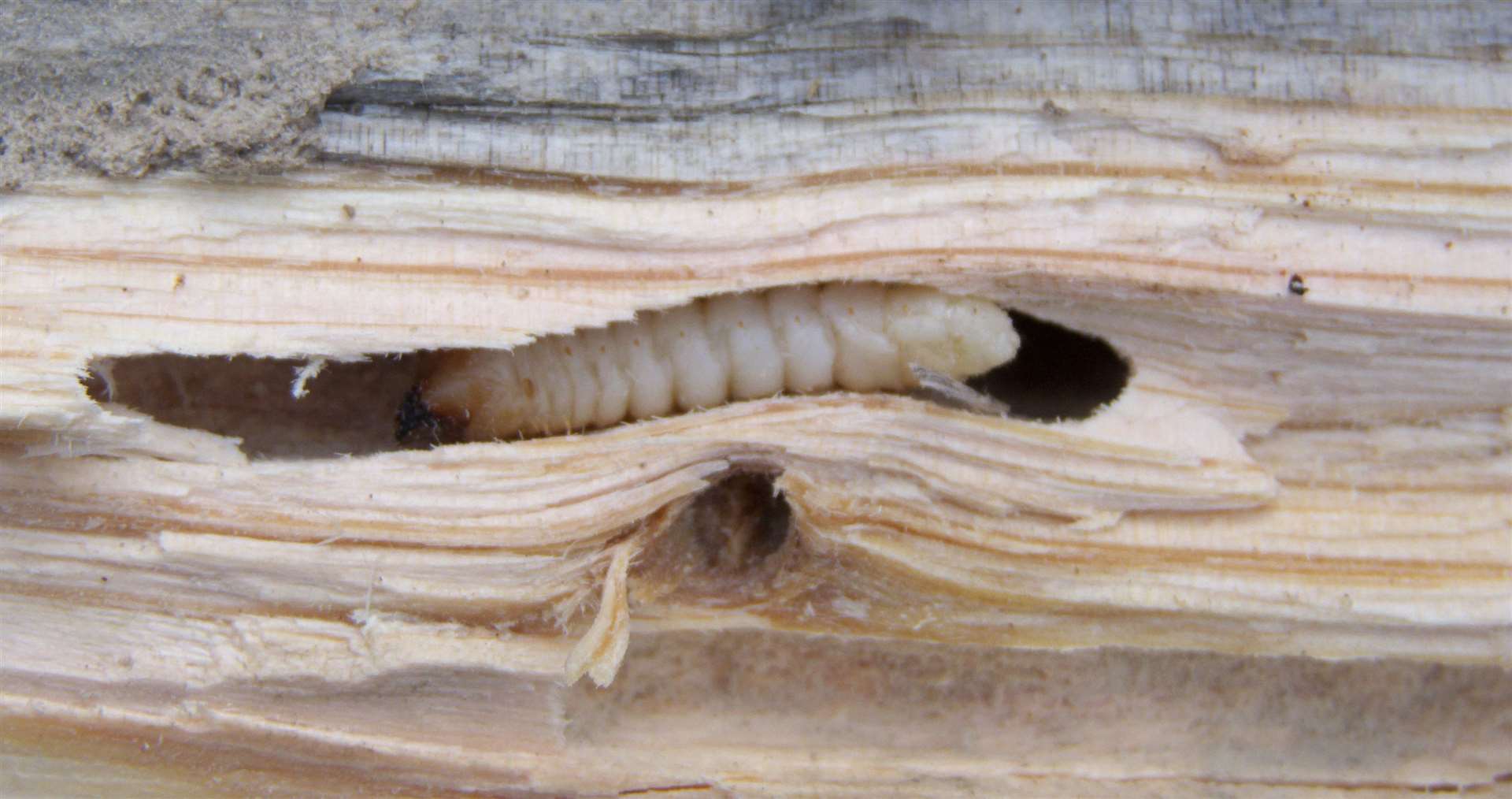 Wood billet with woodworm. Photo: istock