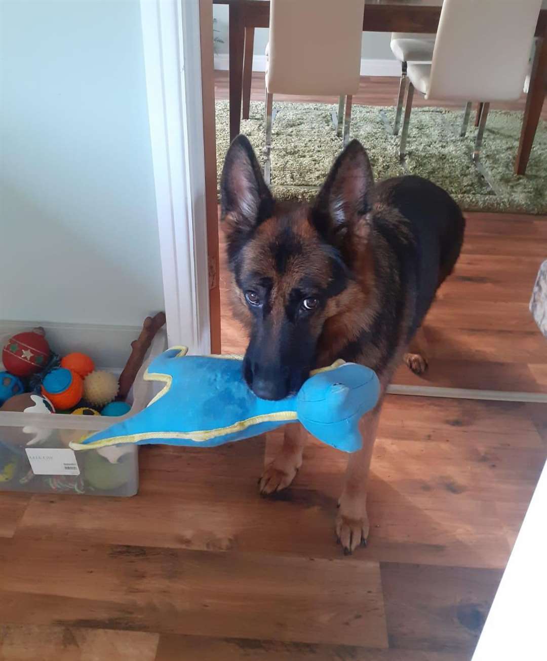 Nala