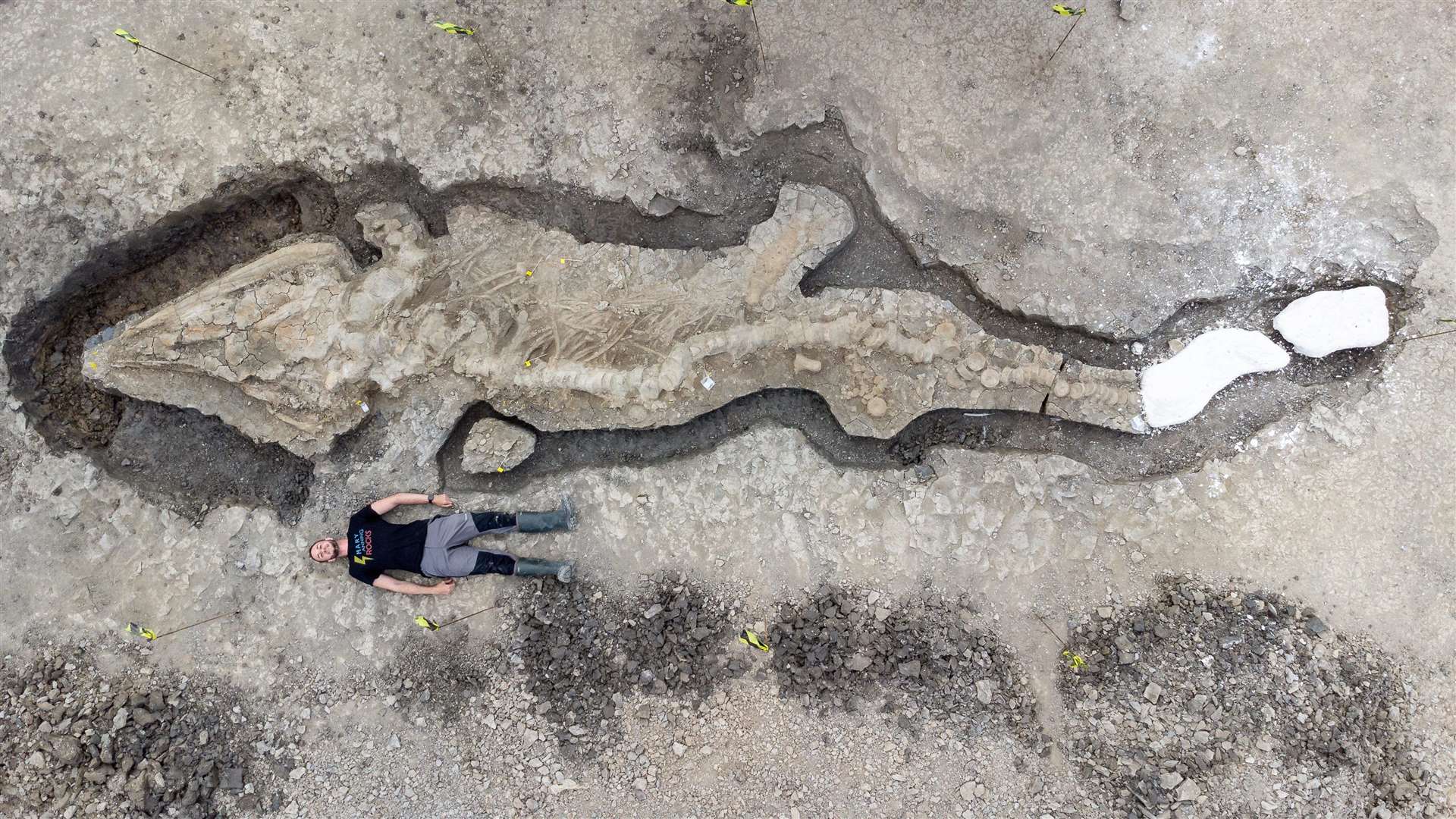 A palaeontologist lies next to the 10-metre ichthyosaur skeleton found at Rutland Water. Photo: Matthew Power Photography