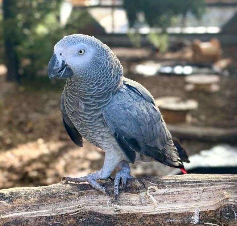 The group of swearing parrots have been mixed in the main flock