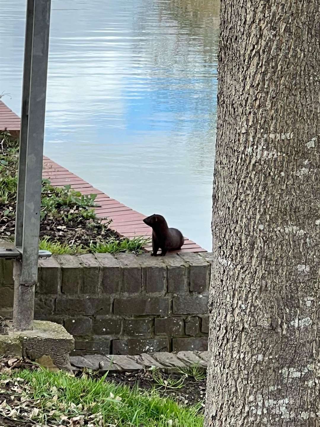 This mink was spotted by the River Welland in Spalding (63140202)