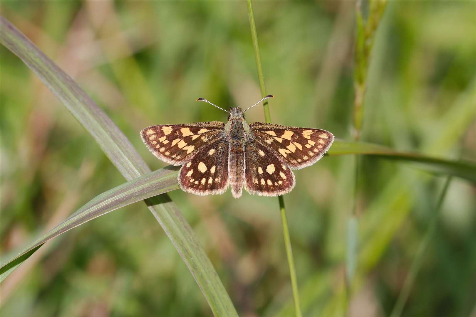 A female chequered skipper. Photo: Dave James