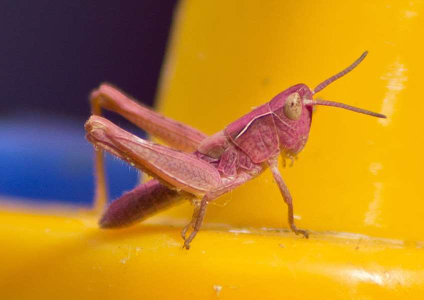 Ash Rawlinson took this photo of a pink grasshopper in his garden in Gloucester Road, Stamford EMN-160726-110026001