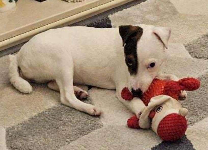 Izzy the Jack Russell terrier puppy.