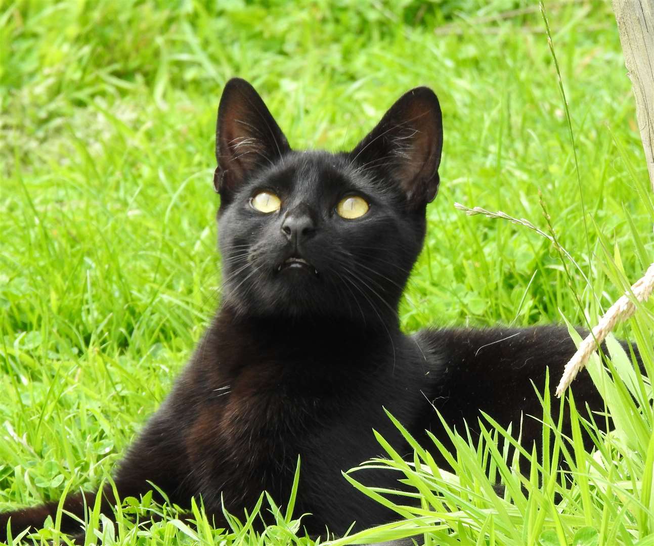 Jeremy the cat was rescued by Lincs Ark