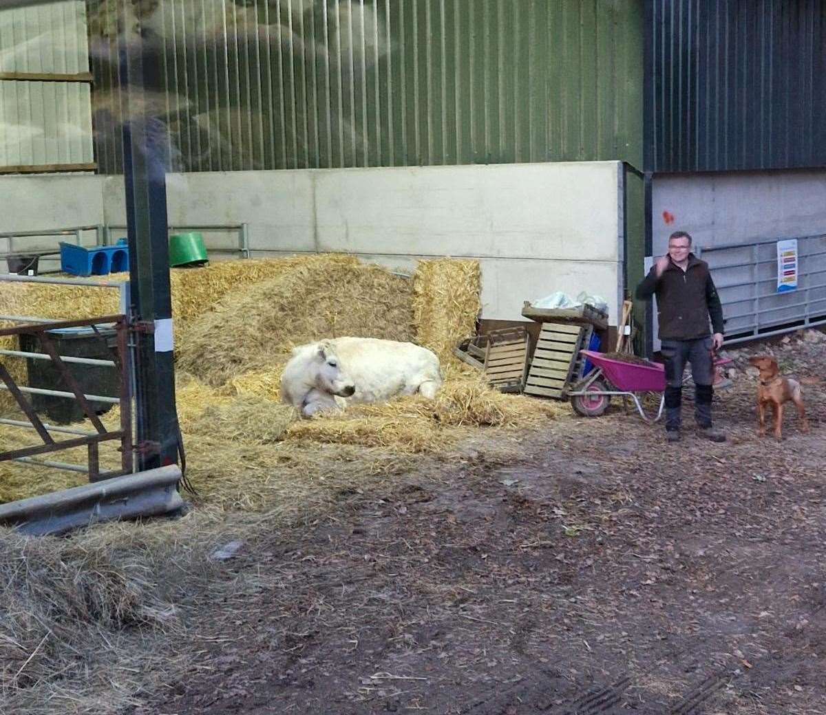 The cow was much happier in the hay than the water