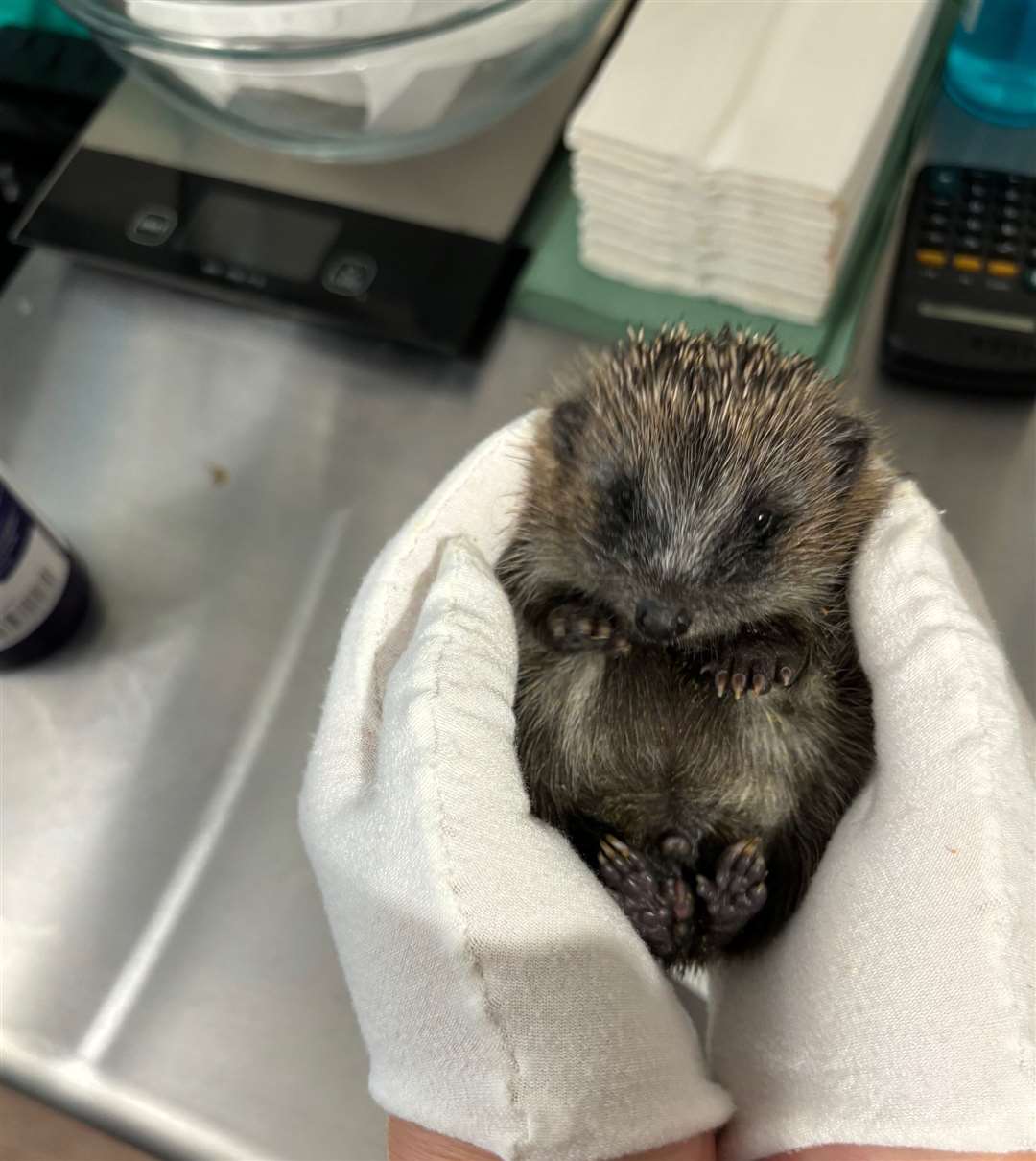 Hedgehogs of all sizes are brought into the Rutland-based rescue