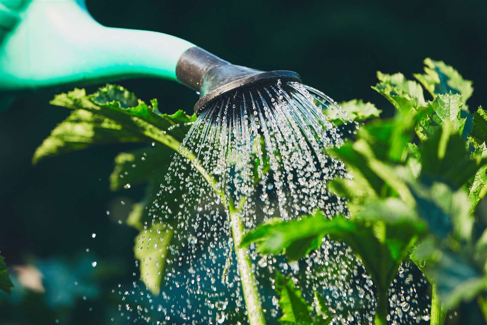 Gardeners in areas with a ban will need to use watering cans instead of hosepipes and sprinklers. Image: Stock photo.