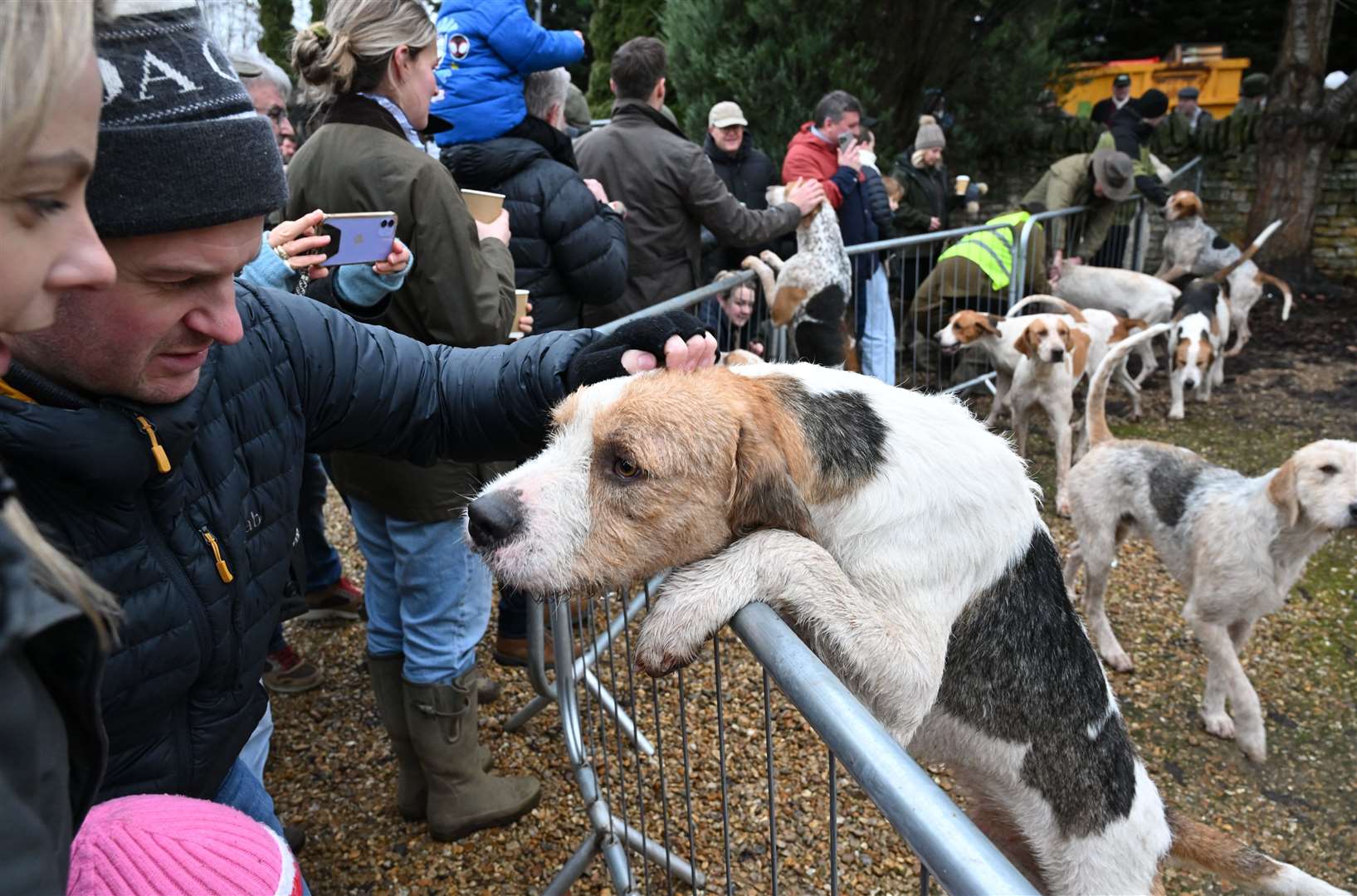 The hounds meet the public. Photo: David Lowndes