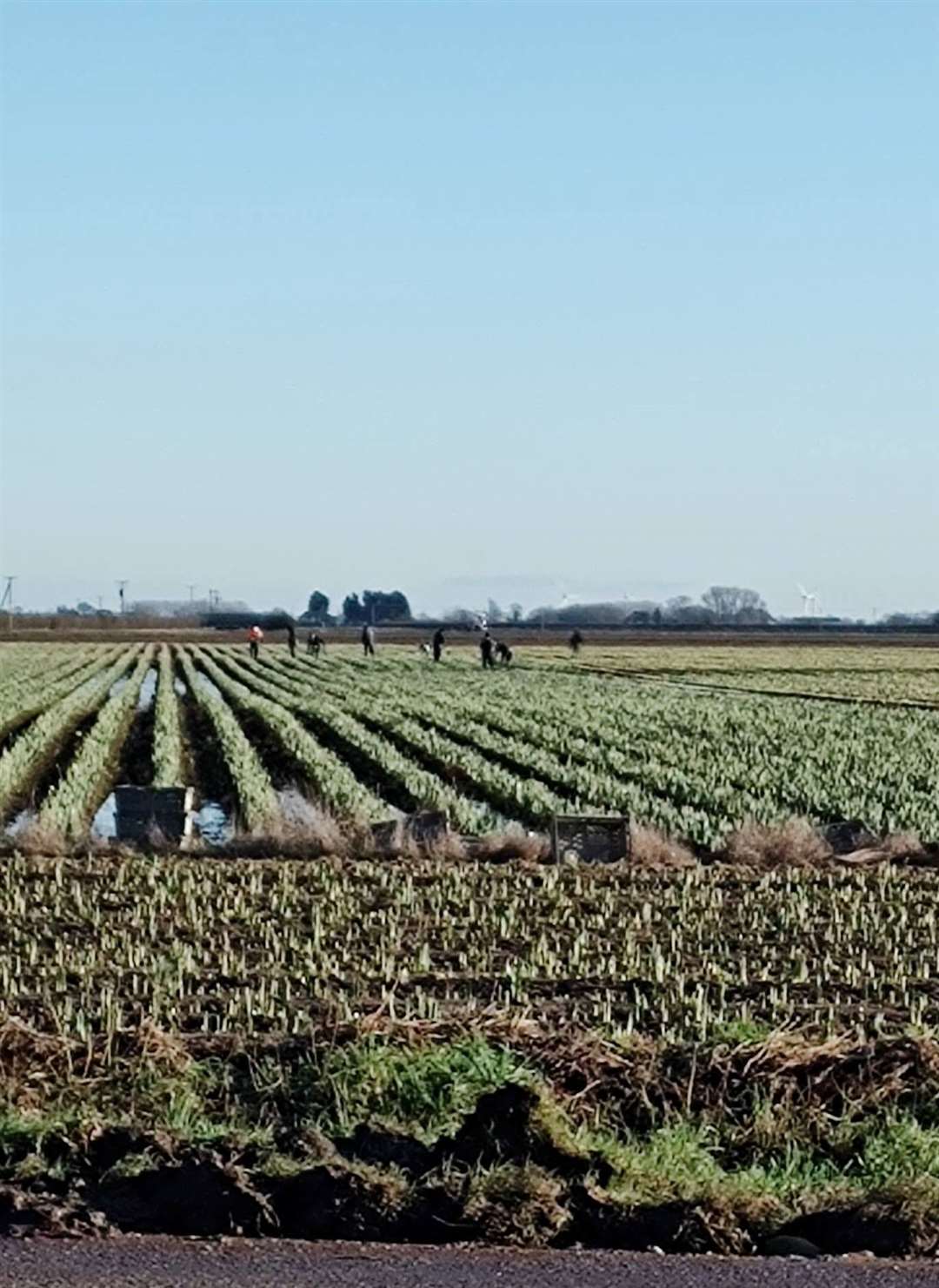 Workers in the field opposite Gee Tee Bulb Company. PHOTO: SUBMITTED