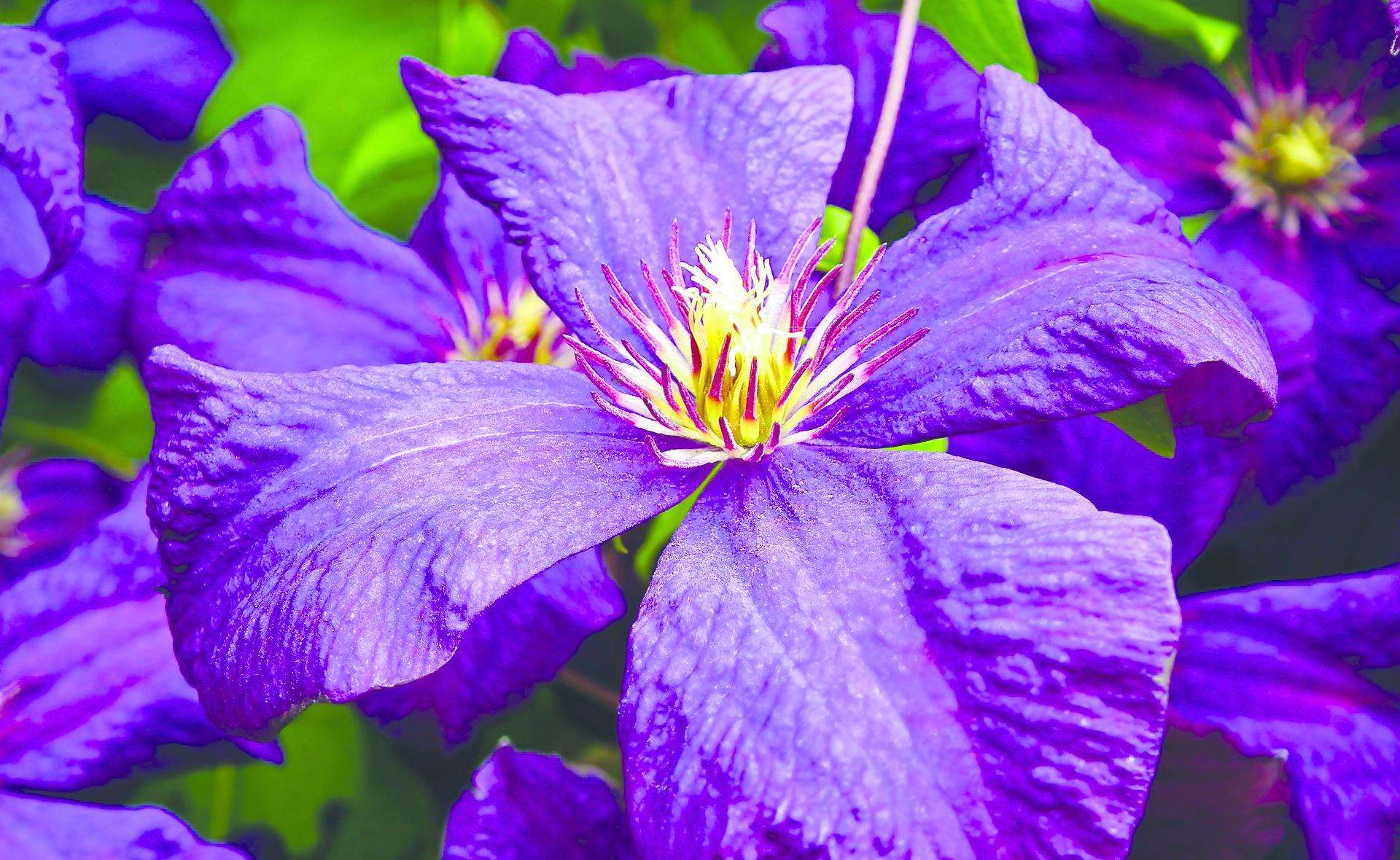 A beautiful clematis (7246231)