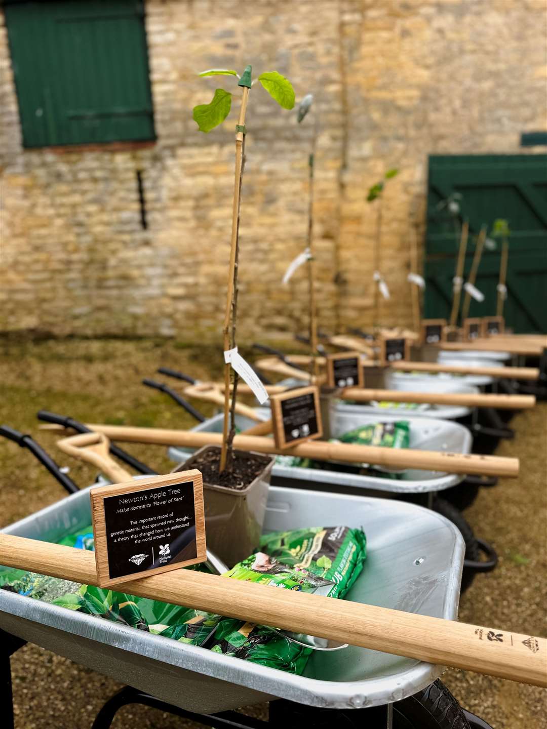 The Sir Isaac Newton tree auction presentation. Photo: Blue Diamond / Daniela Corriza