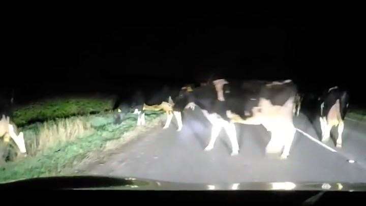 A herd of cows caused traffic chaos on a diverted route off the A1. Image: Supplied