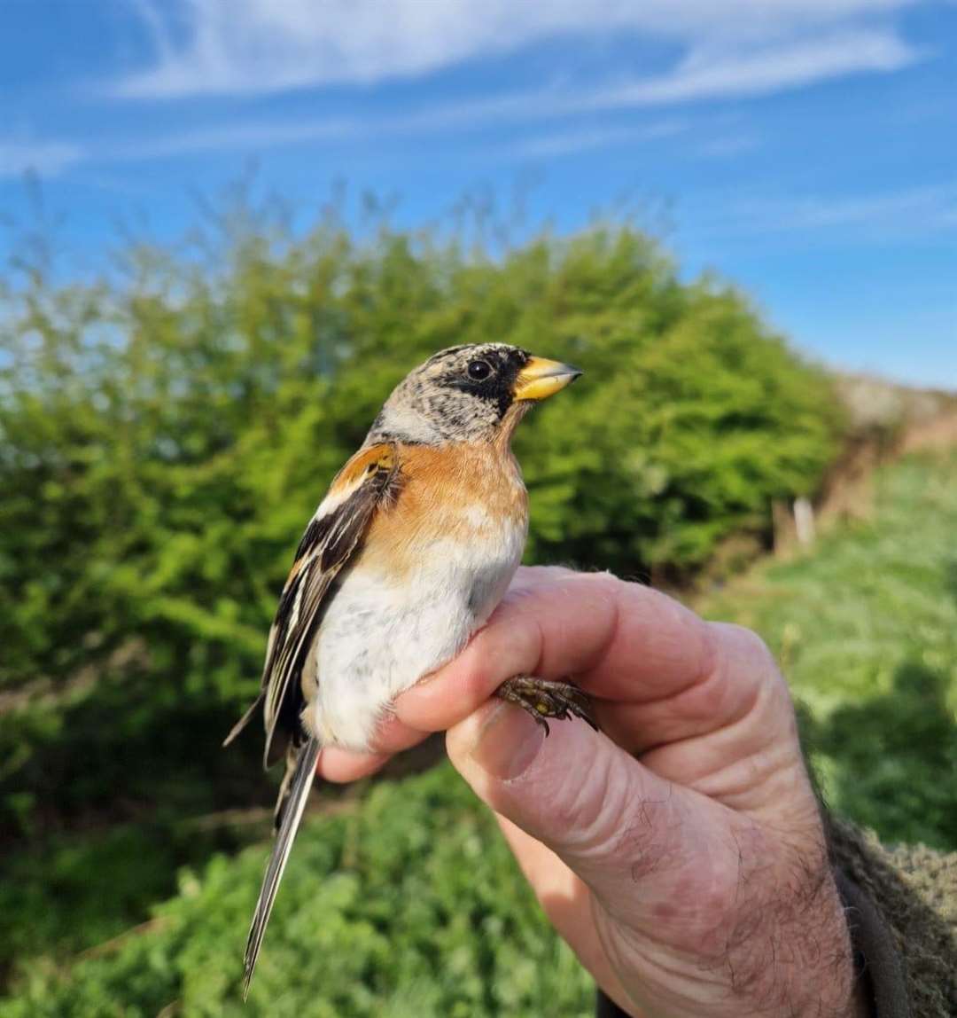 A male brambling.