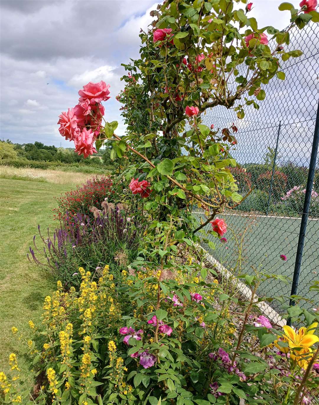 Beautiful roses in bloom at Home Farm