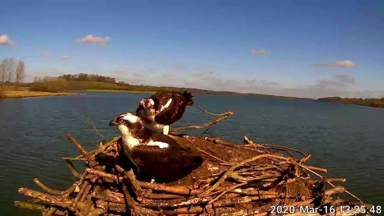 The Manton webcam is fixed on the nest of breeding pair Maya and 33 who are expected to return at any day. Photo: Leicestershire and Rutland Wildlife Trust