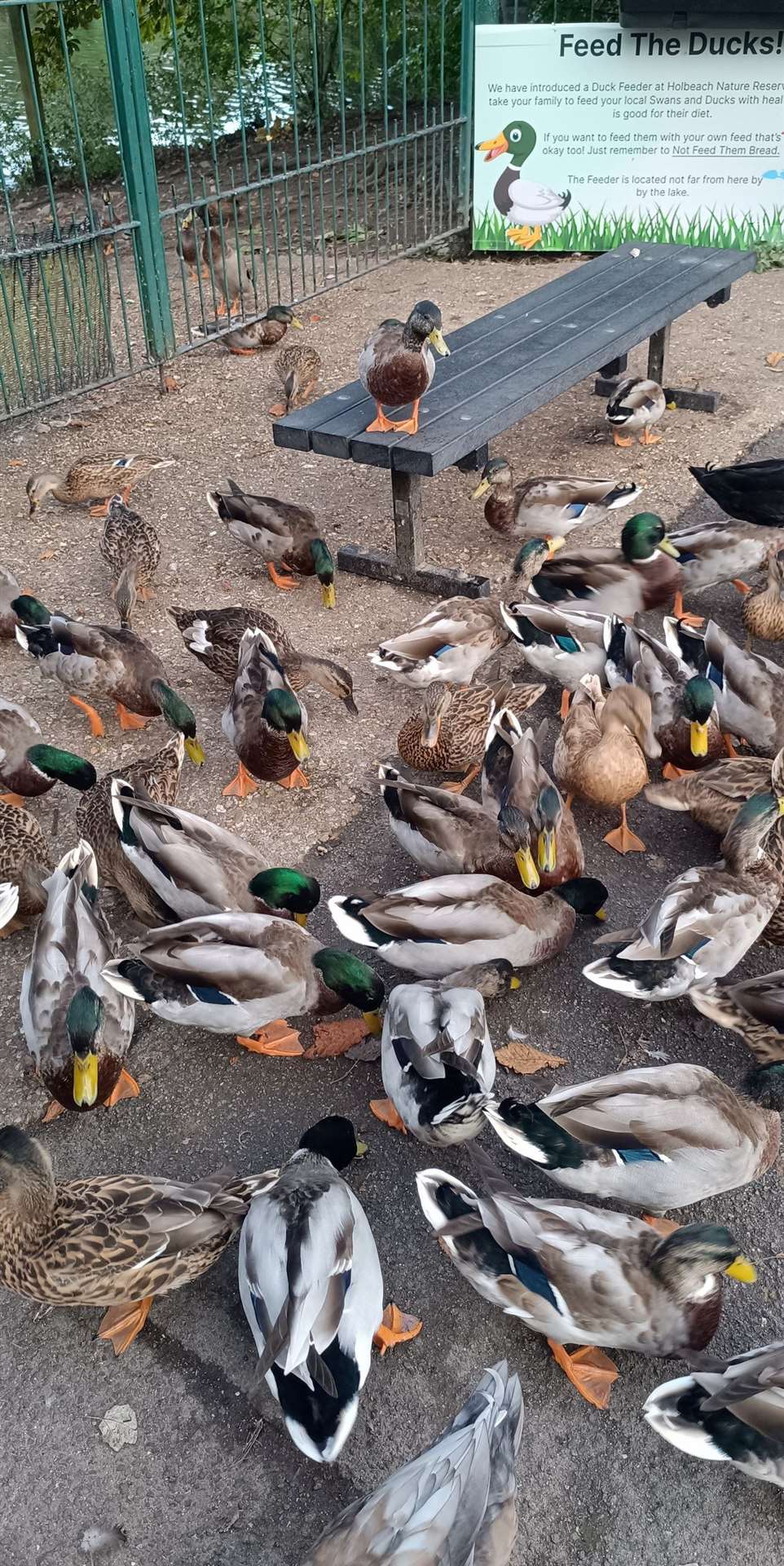 Ducks in Holbeach love the machine