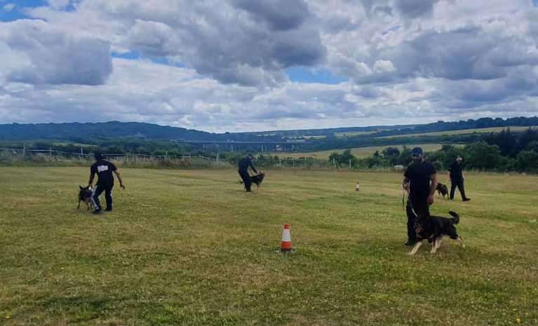 Dogs training in progress
