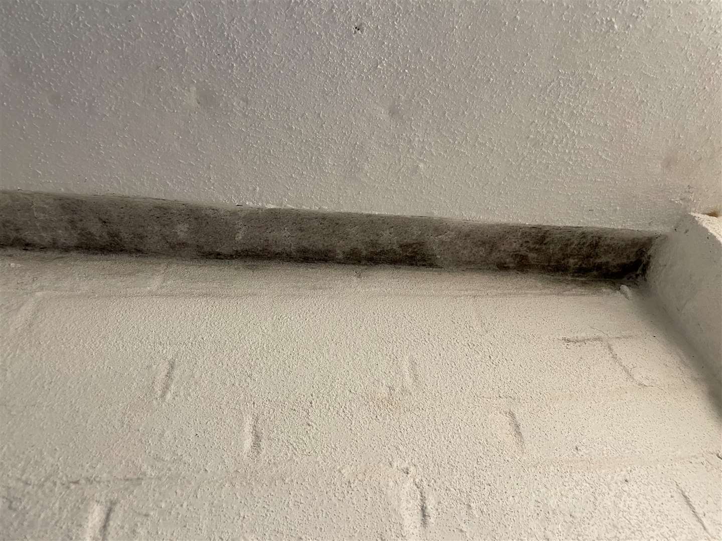 Black mould growing on the ceiling