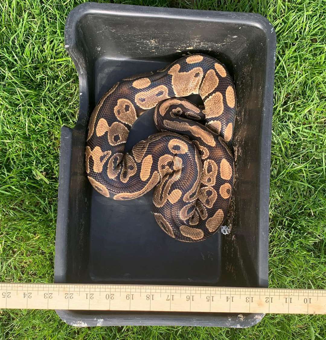 A snake