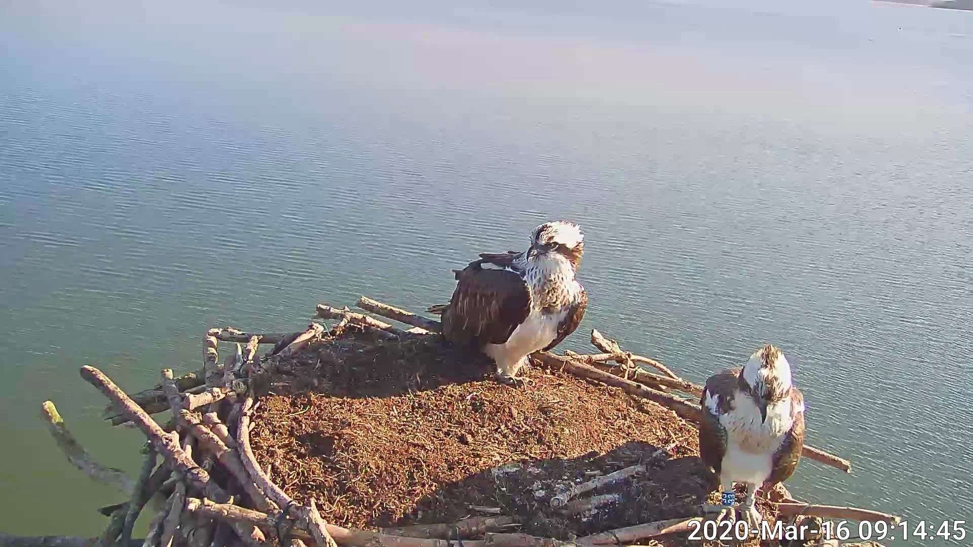 Number 25 (left), pictured visiting the Manton Bay nest, has been the first osprey to return to Rutland Water for the last two years. Photo: Leicestershire and Rutland Wildlife Trust