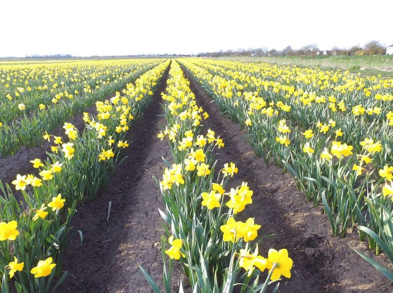 The daffodils at Tyrrells Farm
