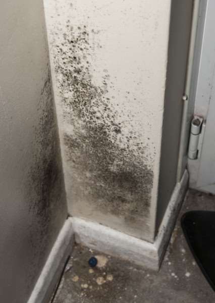 Mould at home of Sophie Haymes in Potters Close, Bourne