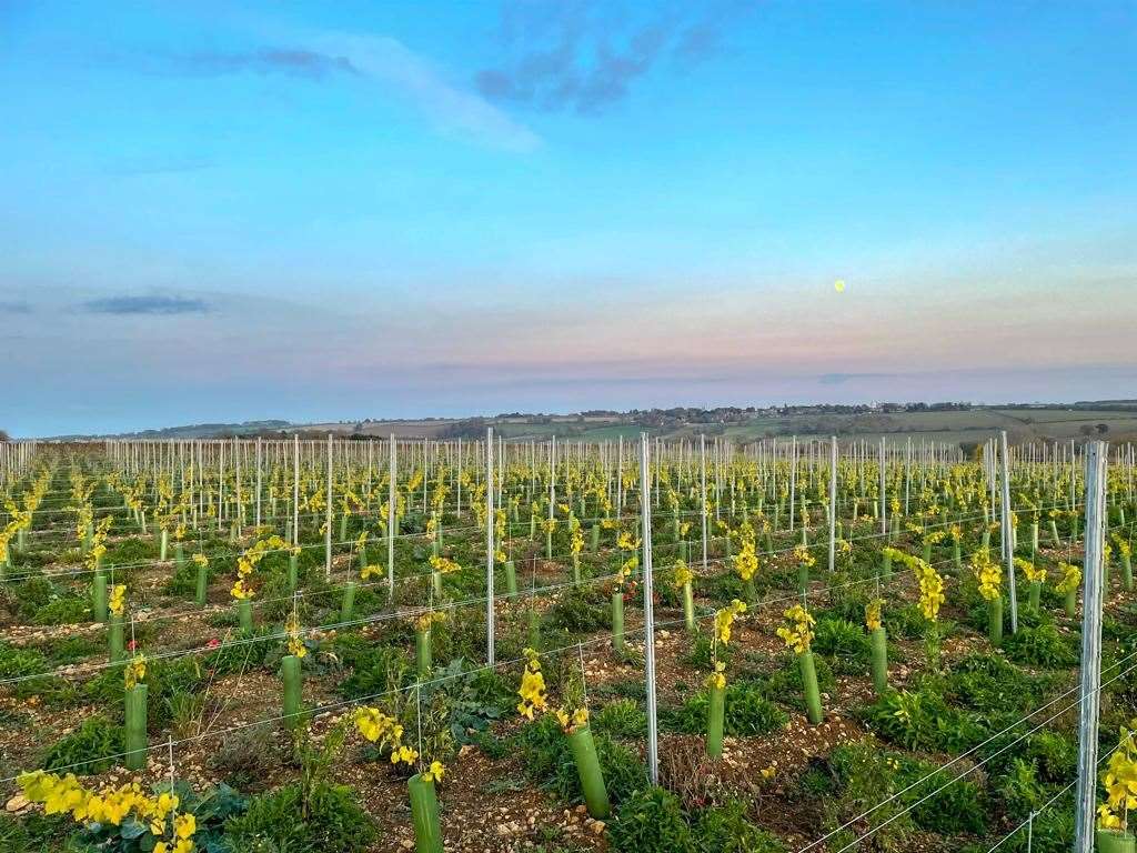 Rutland Vineyard in Ketton