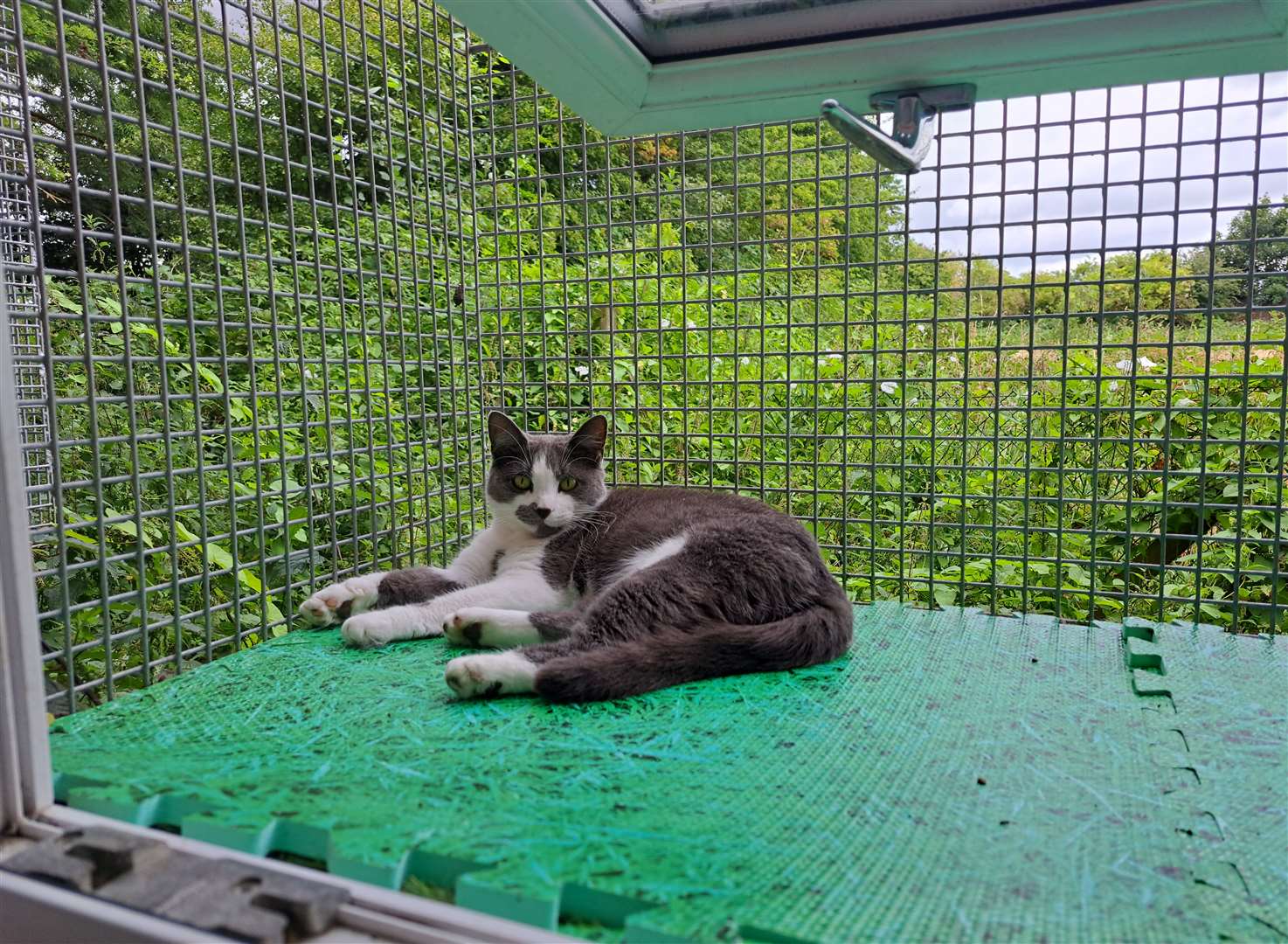 One cat enjoying the outside area