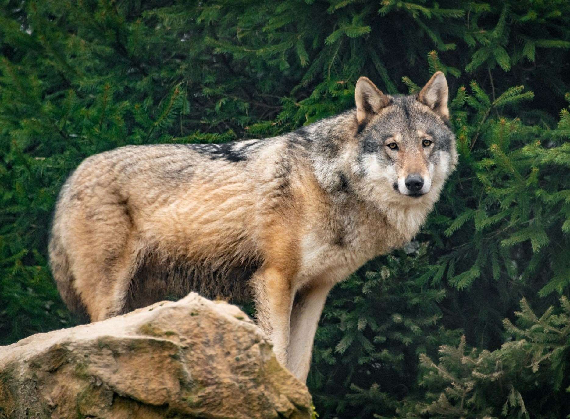 European Grey Wolf on a rock