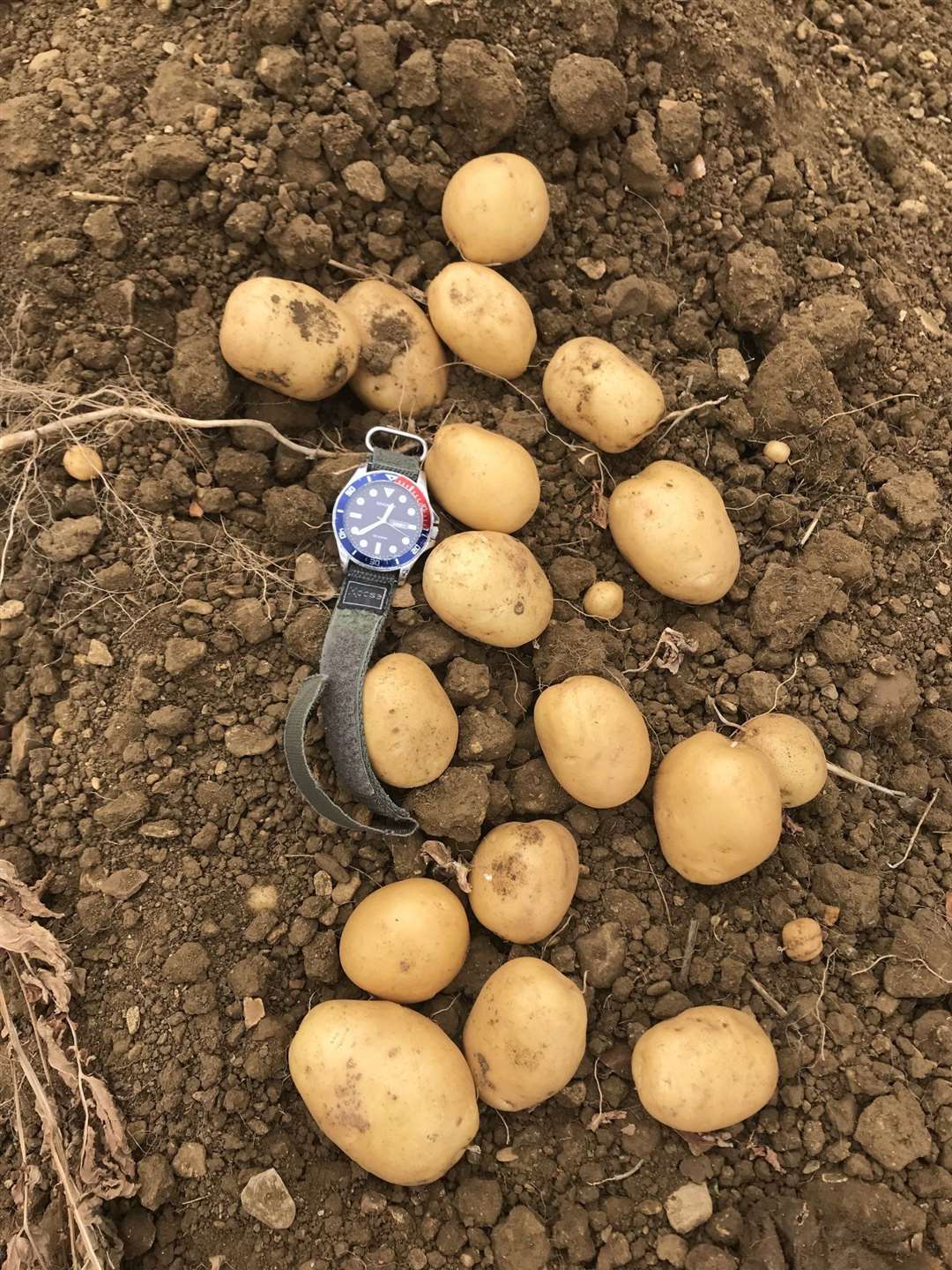 The drought has affected Andrew Branton's potato crop (58554035)