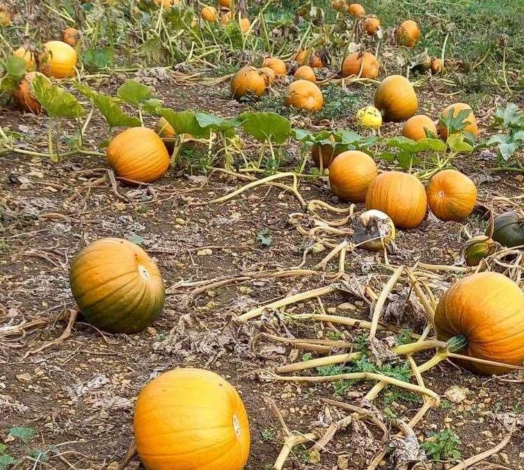Ketton Pumpkins