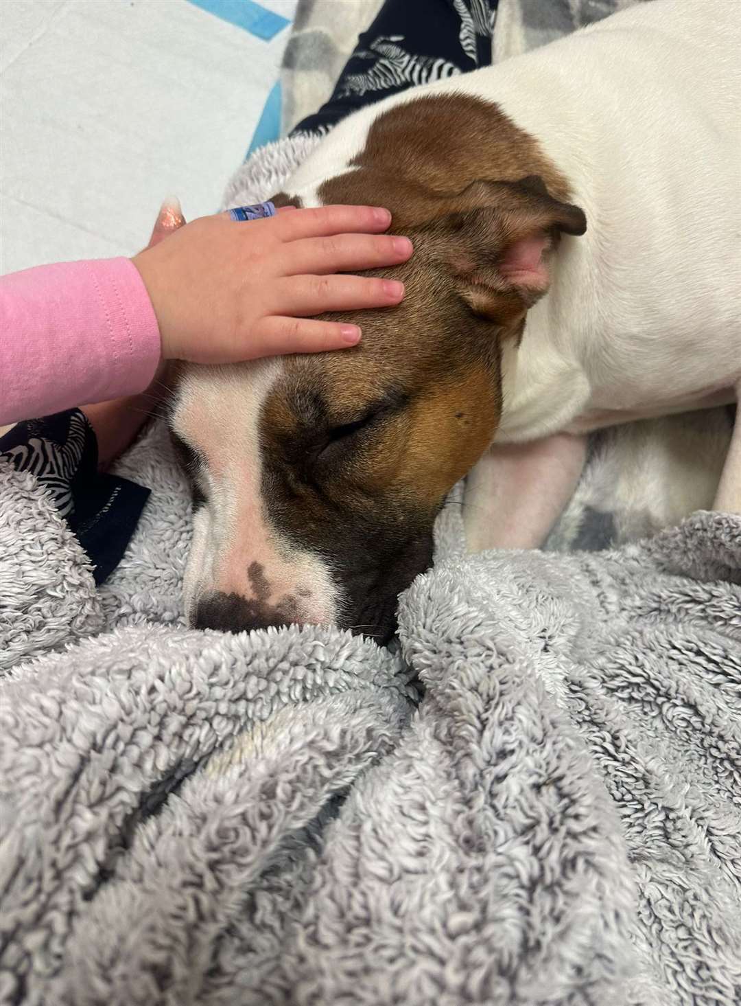 Lola is 'comfortable' in her temporary foster home