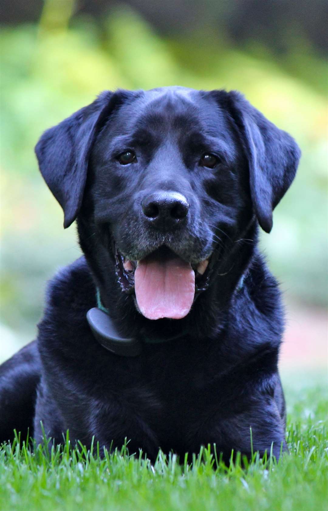A black Labrador