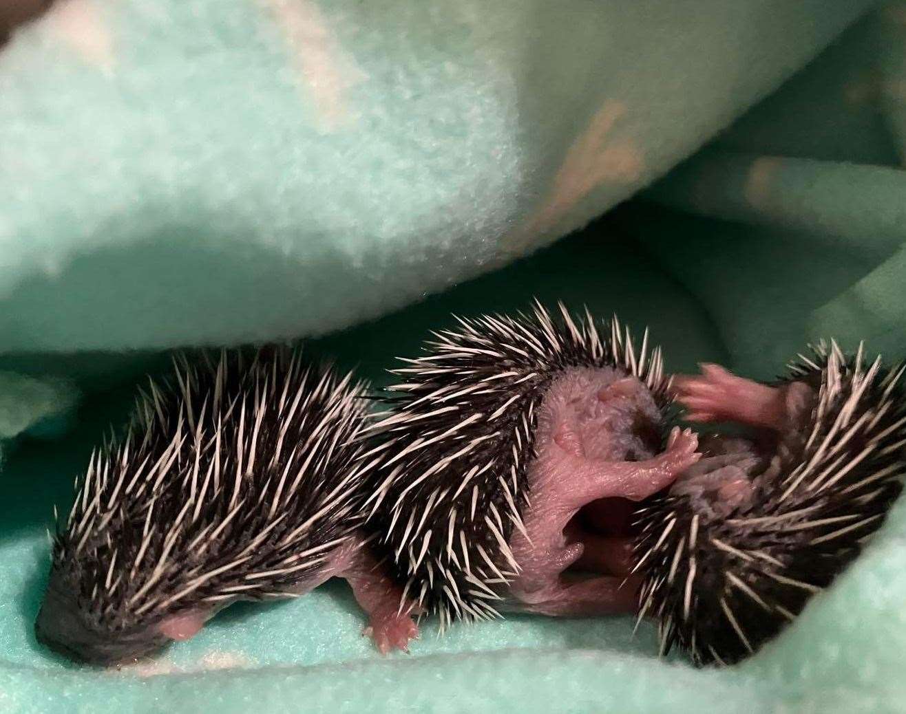Hoglets will benefit from the expansion to Prickleback Urchin Rescue