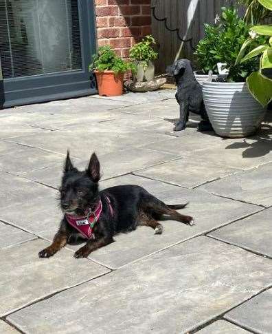 Tilly, the small, black, wire-haired Terrier was found and monitored at the vets