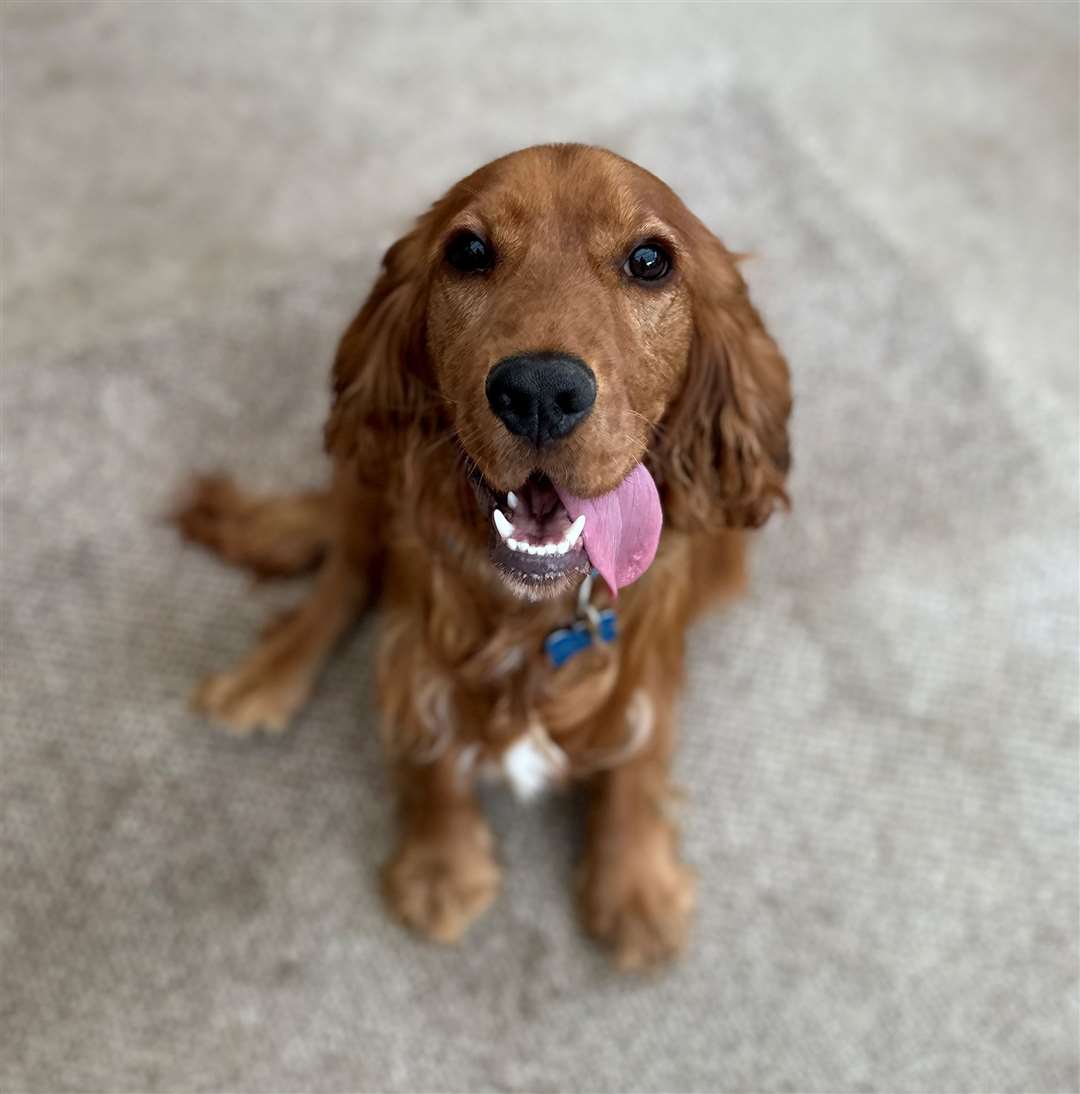 Dexter