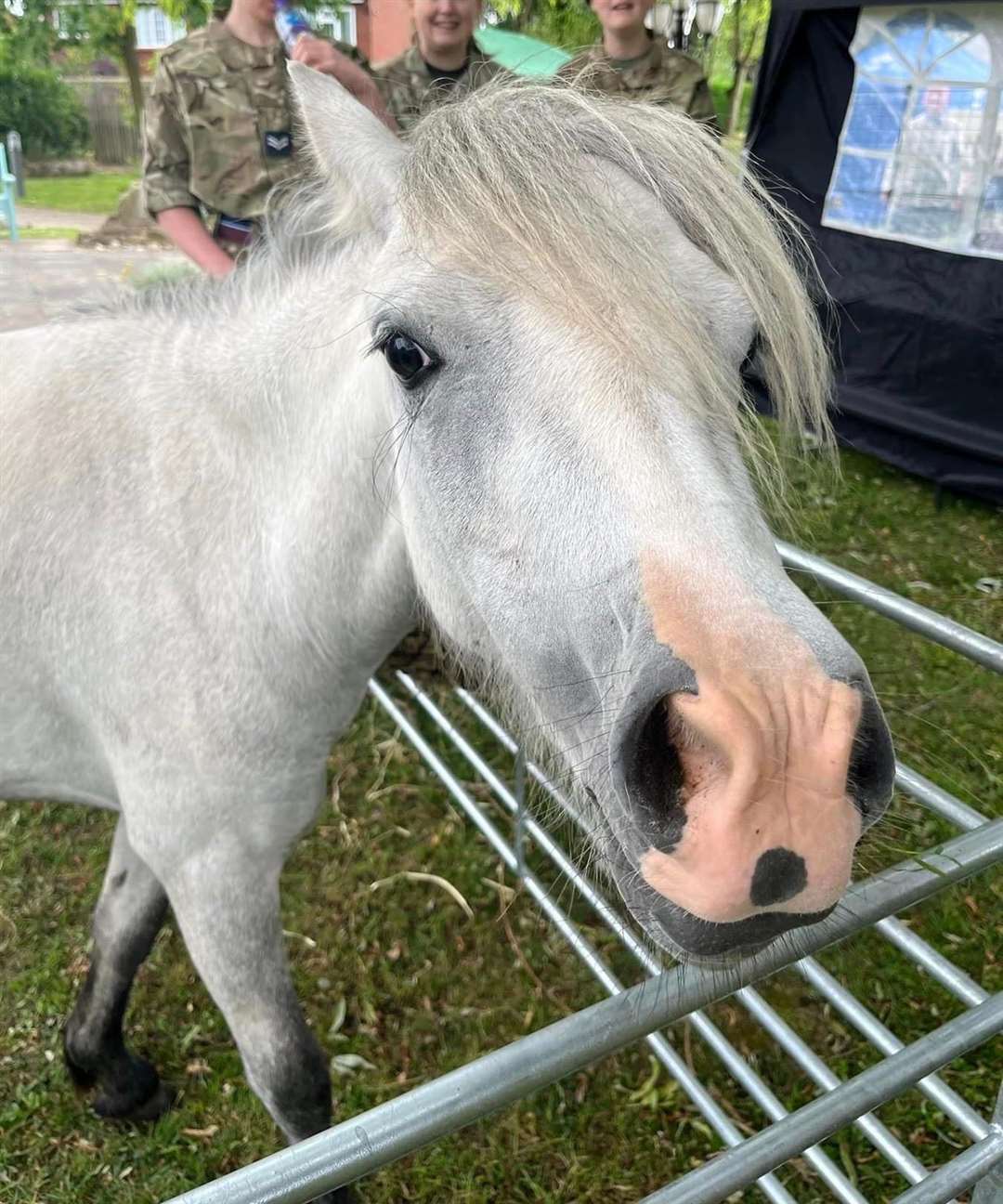 A horse