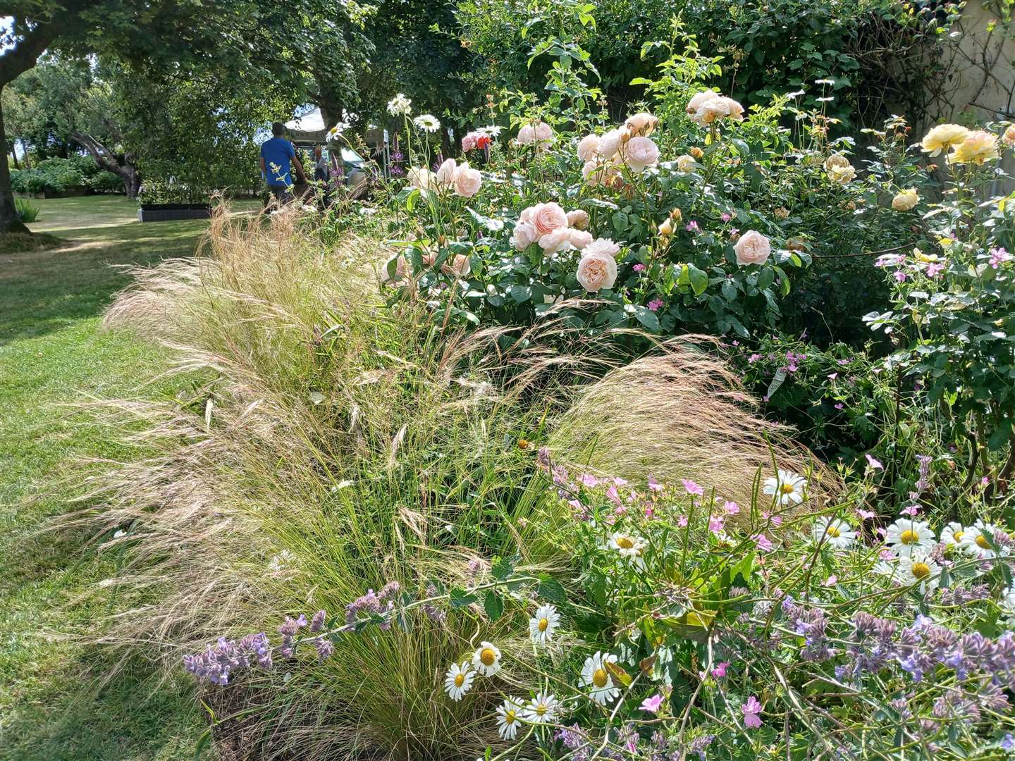 The borders feature a range of rose varieties planted within soft grasses and ox-eye daisies