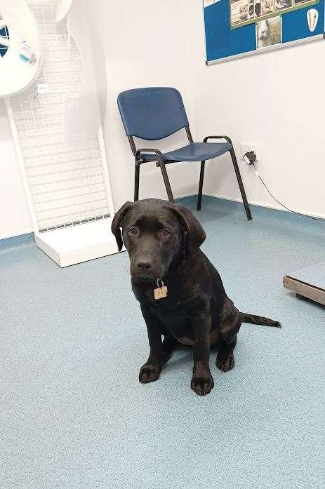 Brave puppy on a trip to the vets