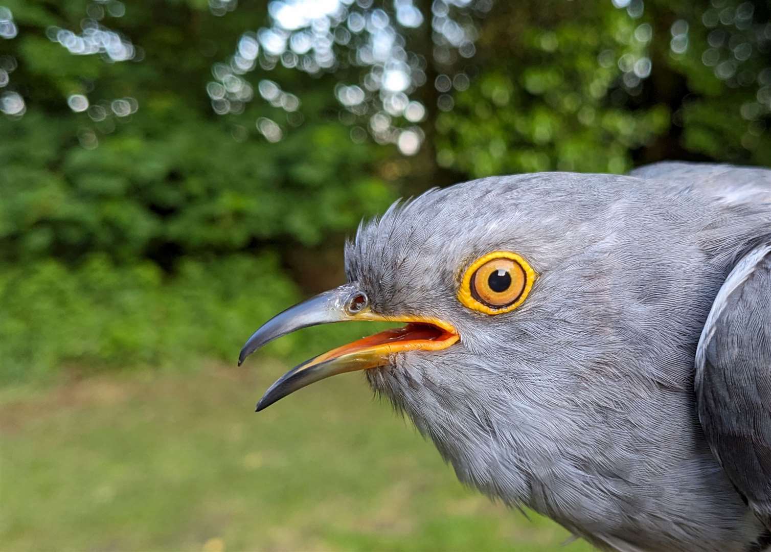 Cuthbert the Cuckoo has been sponsored by Vine House Farm. Photo: Vine House Farm