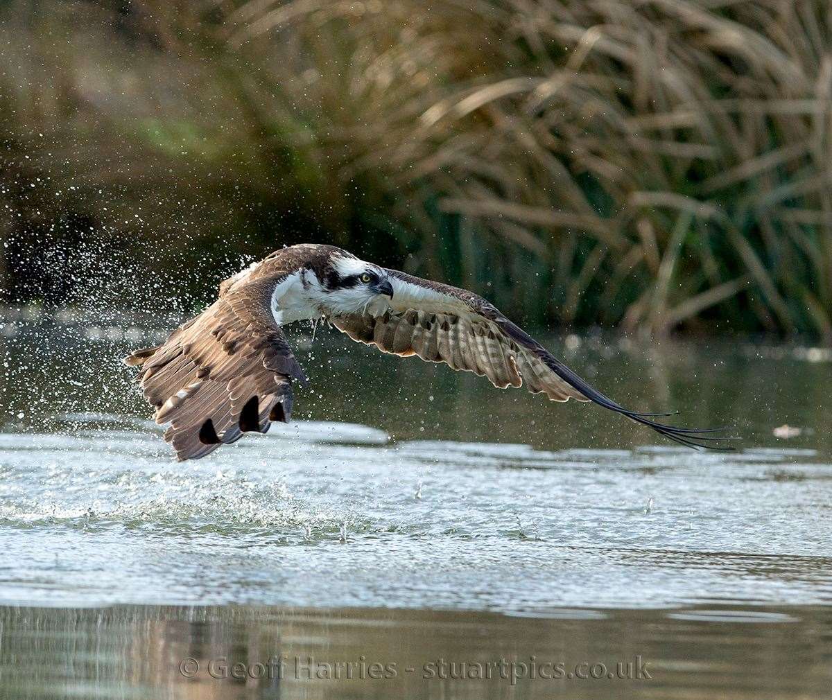 One of the Rutland ospreys (9148127)