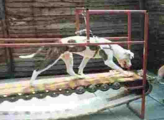 A dog in training for a fight - which the RSPCA is appealing for help in stamping out this barbaric bloodsport PHOTO: SUPPLIED BY THE RSPCA