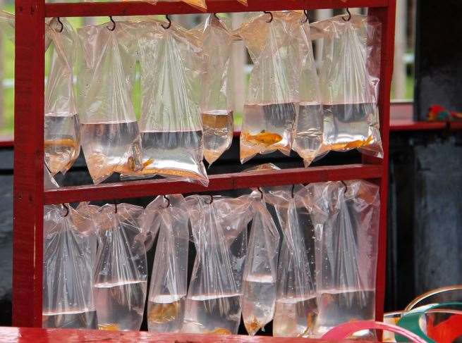 Often kept in plastic bags, RSPCA staff say the goldfish experience numerous health problems and often don't survive